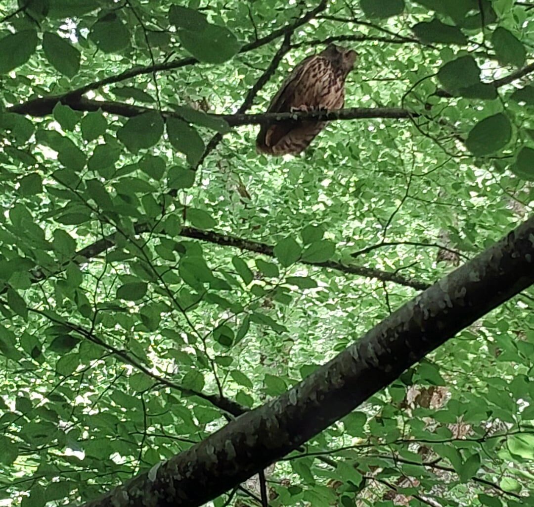 Ein Uhu im Wald entdeckt