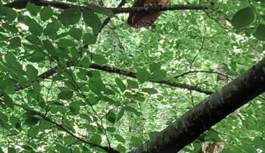 Ein Uhu im Wald entdeckt