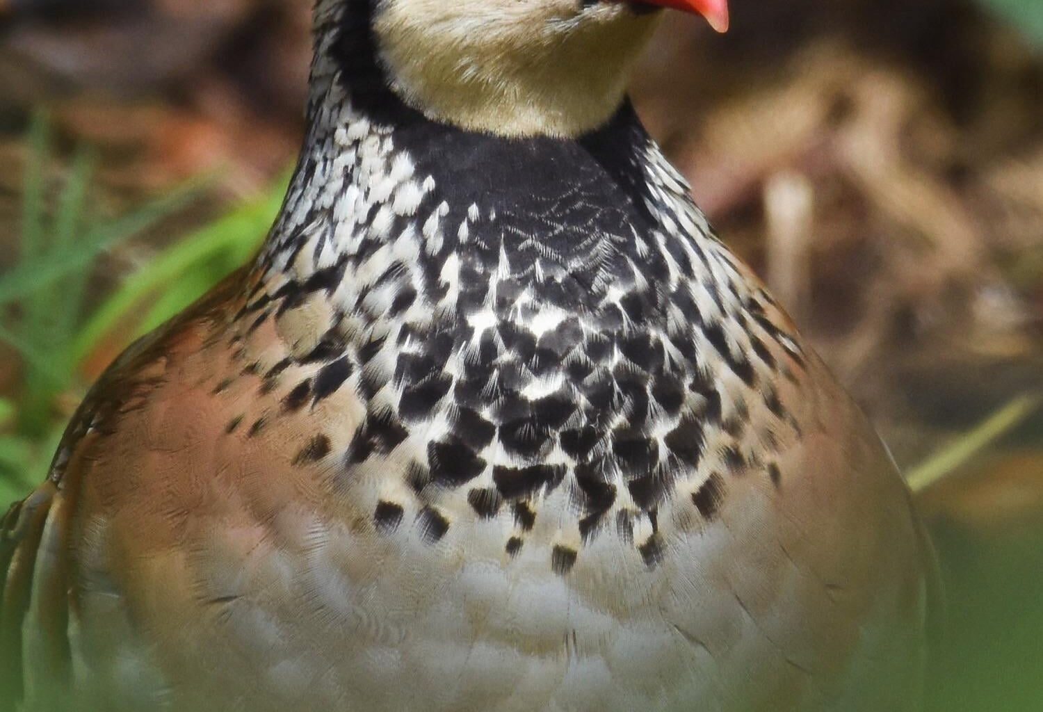 Partridge … and not a pear tree in sight 🏴󠁧󠁢󠁳󠁣󠁴󠁿