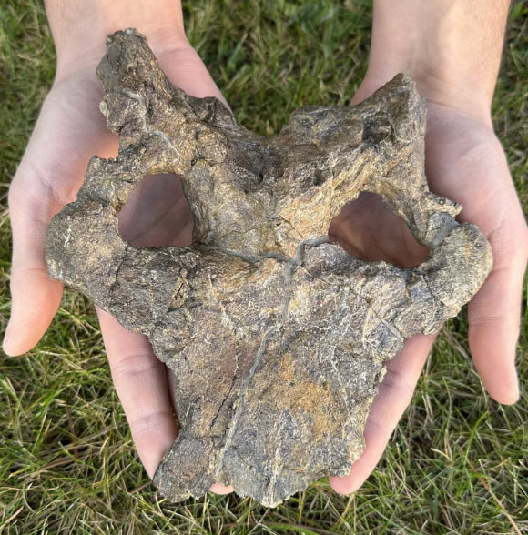 The skull of Dacentrurus armatus from the Villar del Arzobispo Formation in Teruel, Spain. Image credit: S. Sánchez-Fenollosa & A. Cobos, doi: 10.3897/vz.75.e146618.