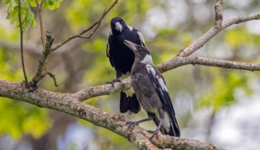 Australian magpies (Gymnorhina tibicen), adult and juvenile, at Taveuni, Fiji. Image credit: Charles J. Sharp, https://www.sharpphotography.co.uk / CC BY-SA 4.0.