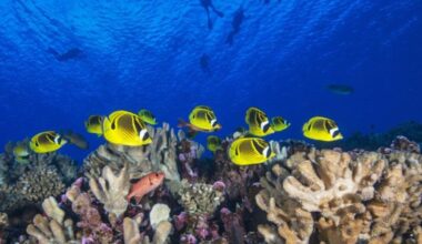UH supercomputer study shows coral can’t flee warming, but urgent action can still protect them : Maui Now