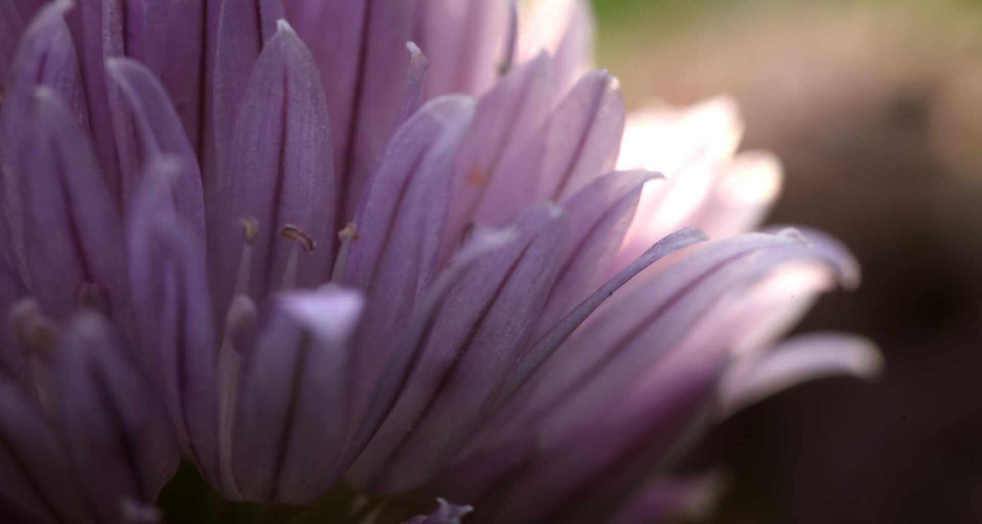 Schnittlauchblüte im abendlichen Gegenlicht