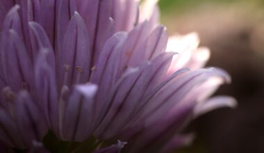Schnittlauchblüte im abendlichen Gegenlicht