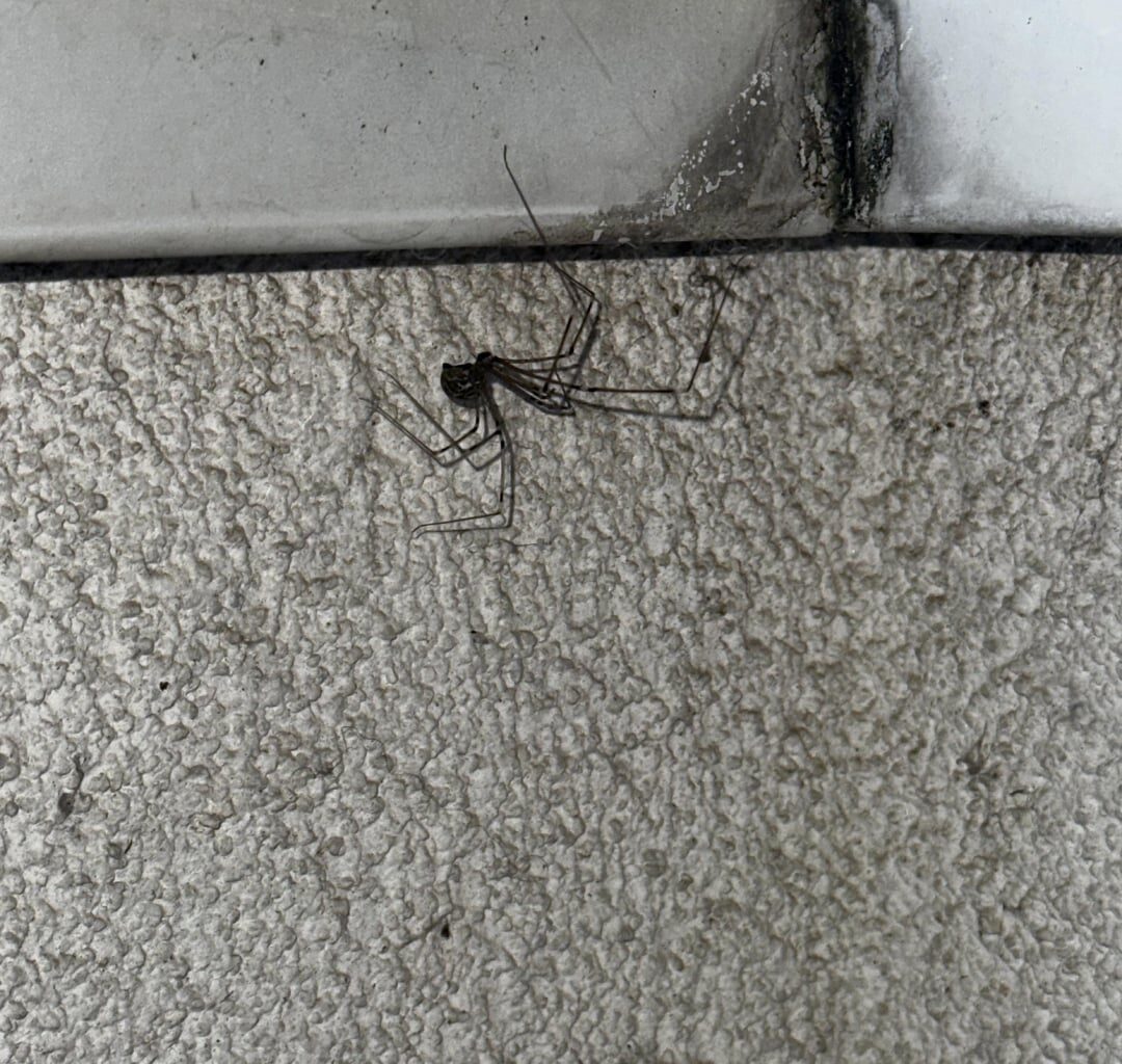 welche spinne wohnt hier auf meinem balkon?