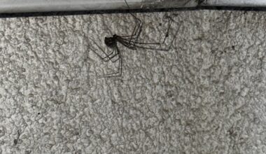 welche spinne wohnt hier auf meinem balkon?