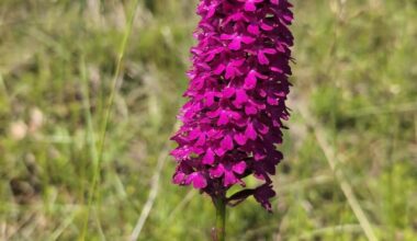 Verschiedene Orchideen vom letzten Spaziergang auf der Schwäbischen Alb