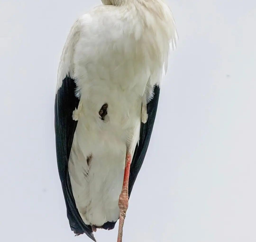 Stork Spotted Annadale Embankment Belfast & Bangor