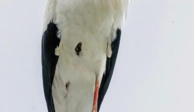 Stork Spotted Annadale Embankment Belfast & Bangor