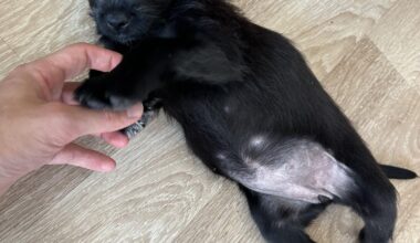 #ОсиновиПриятел