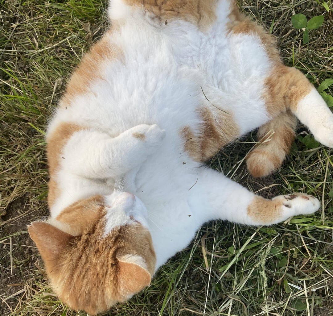 Why did no one tell me there were so many (nice) cats in switzerland