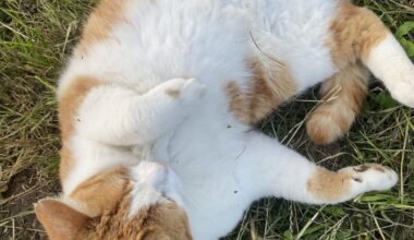 Why did no one tell me there were so many (nice) cats in switzerland