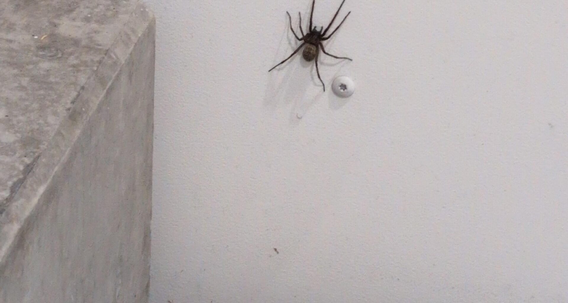 Huge spider (arachnofobia warning)