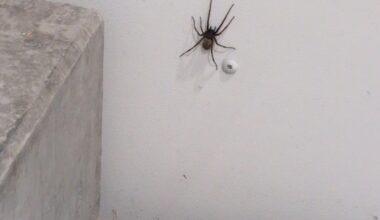Huge spider (arachnofobia warning)