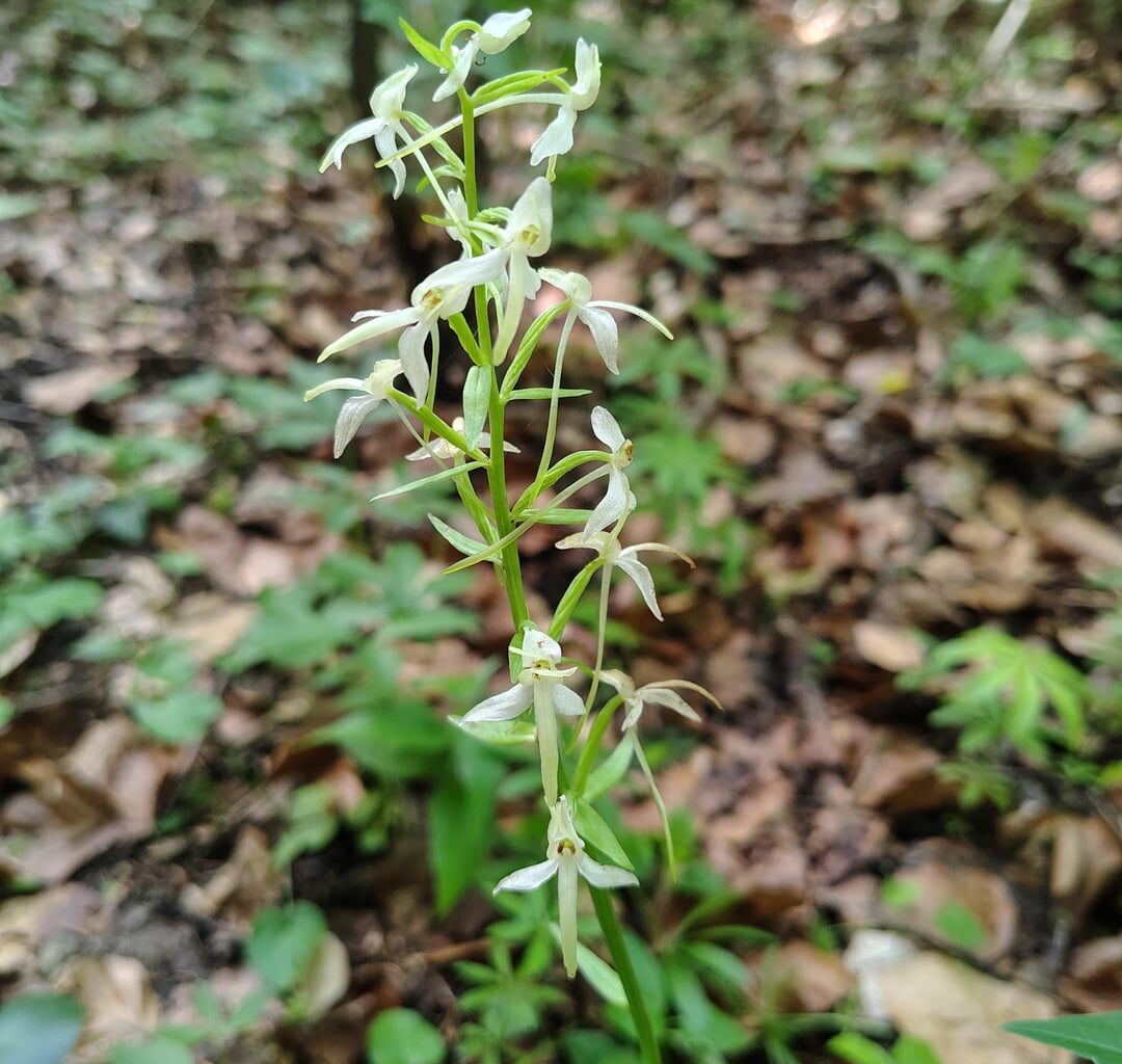 Wilde Orchideen der Schwäbischen Alb aus diesem Jahr