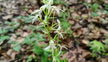 Wilde Orchideen der Schwäbischen Alb aus diesem Jahr