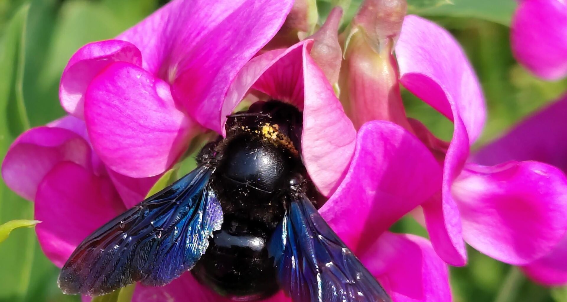 Blau-Schwarze Holzbiene