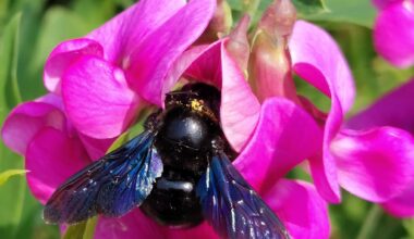 Blau-Schwarze Holzbiene