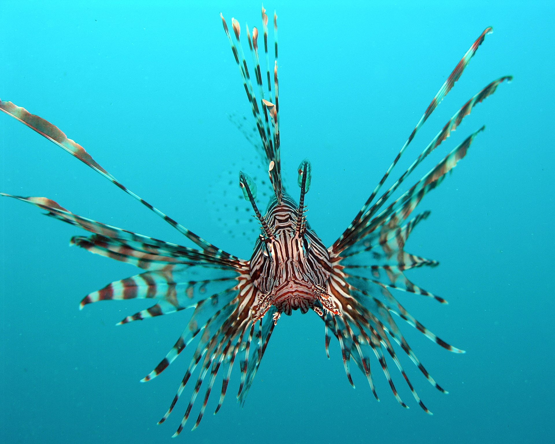 lionfish Croatia