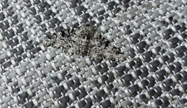 Perfekte Tarnung auf unseren Outdoor Teppich