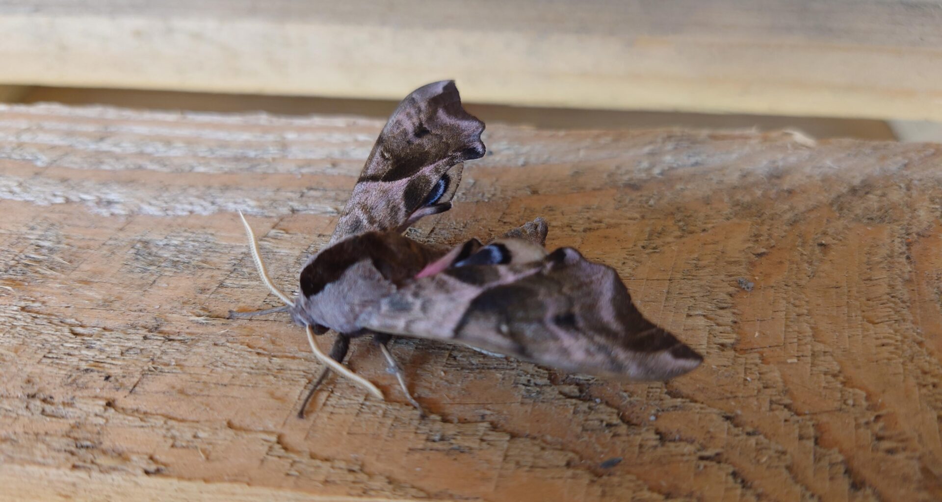 Minidrone mit Propeller und Camouflage😄