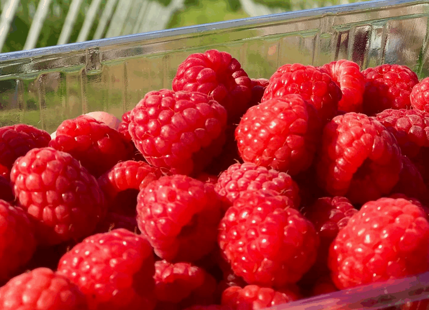 Morocco expands its reach in Middle Eastern raspberry markets • EastFruit