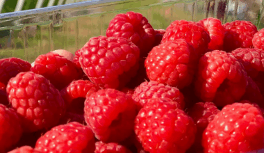 Morocco expands its reach in Middle Eastern raspberry markets • EastFruit