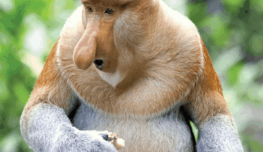 What an ugly animal! I wander how the local indonesians call it...