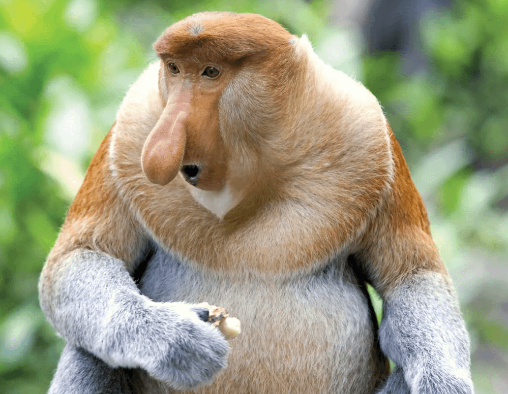 What an ugly animal! I wander how the local indonesians call it...