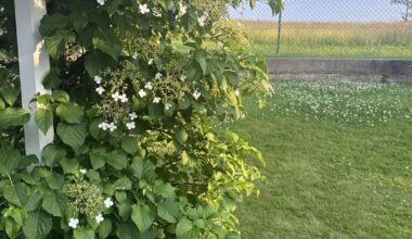 Kletterhortensie blüht nicht richtig