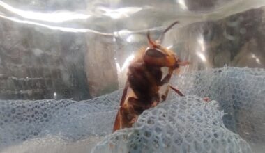 Darf der dicke Brummer wohnen bleiben?