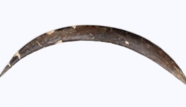 Ancient boomerang from Polish cave dated ‘one of the oldest in Europe’