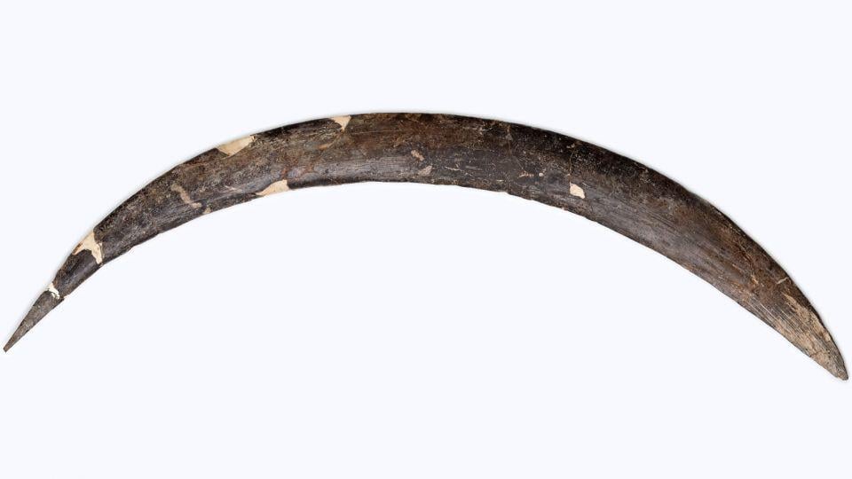 Ancient boomerang from Polish cave dated ‘one of the oldest in Europe’