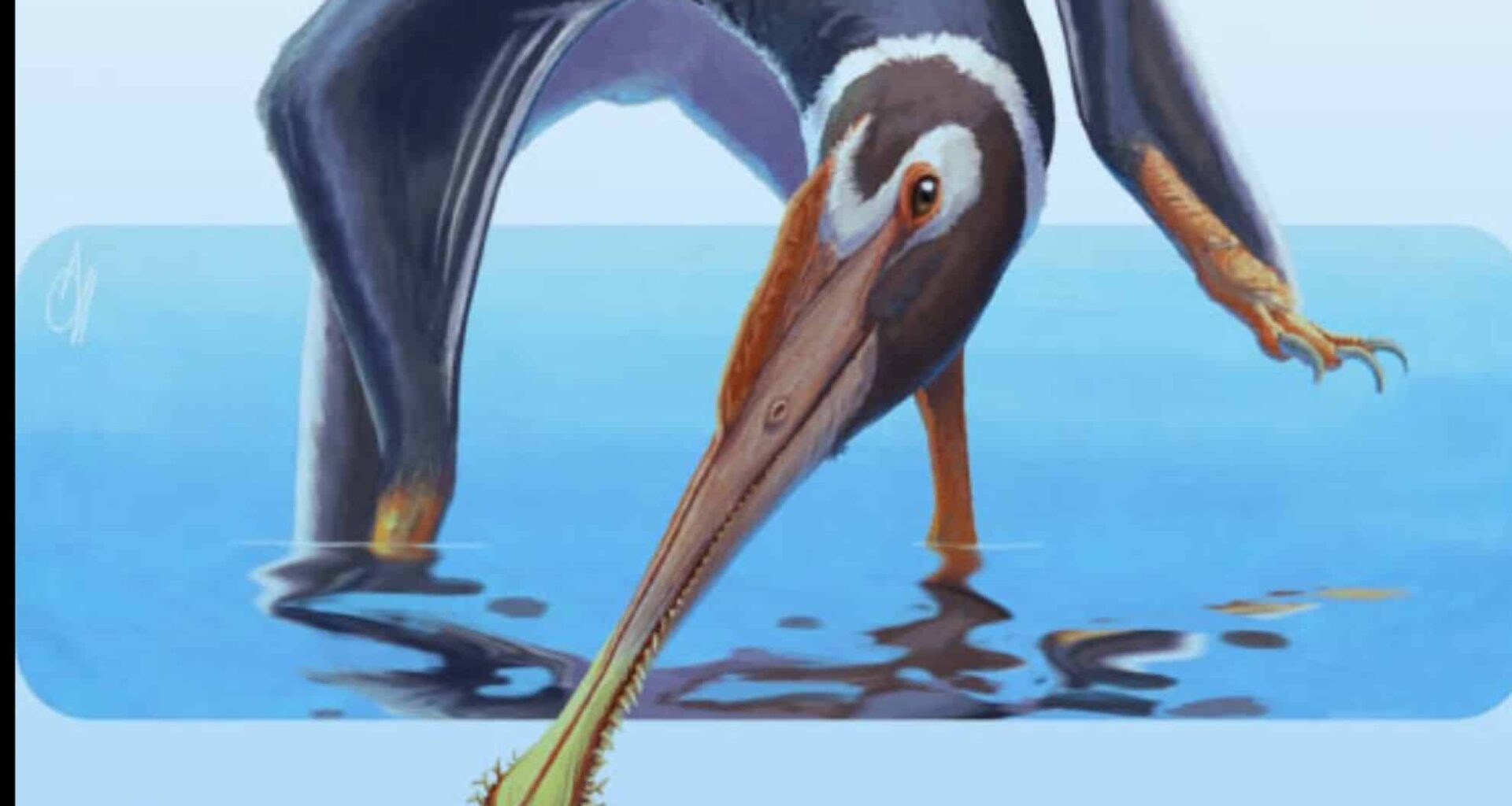 New Flying Reptile Species Unearthed In Germany Meet Spathagnathus Roeperi