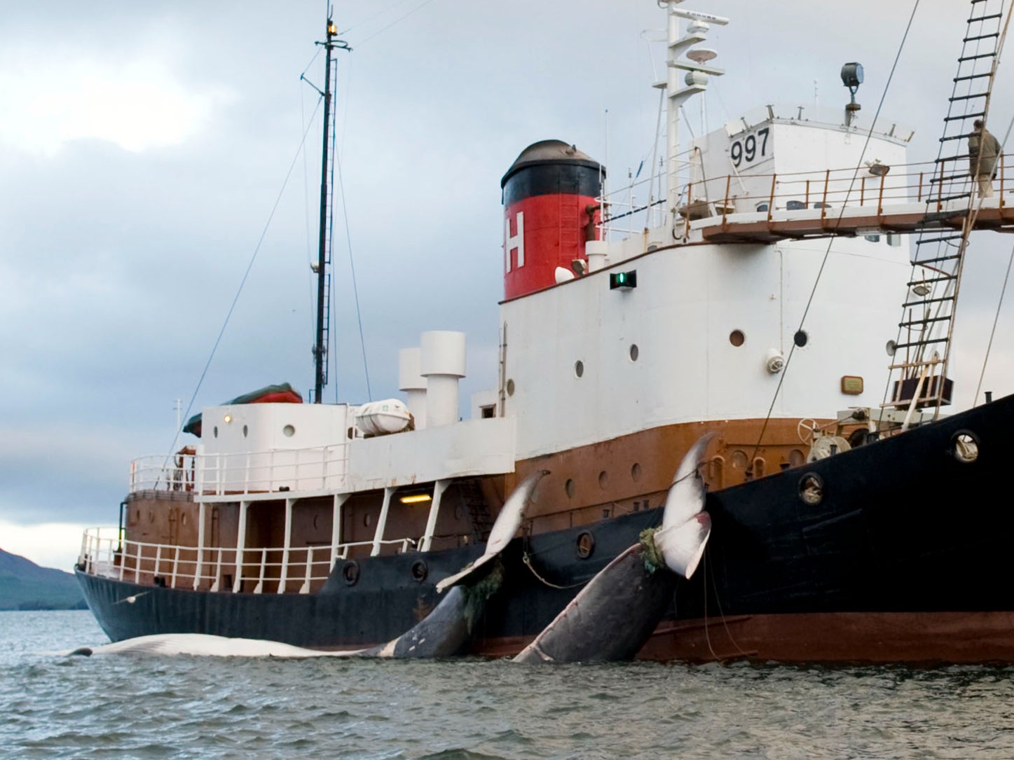 The tails of two 35-tonne Fin whales are bound to a Hvalur boat on June 19, 2009