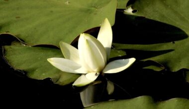 Bosheston lily ponds.