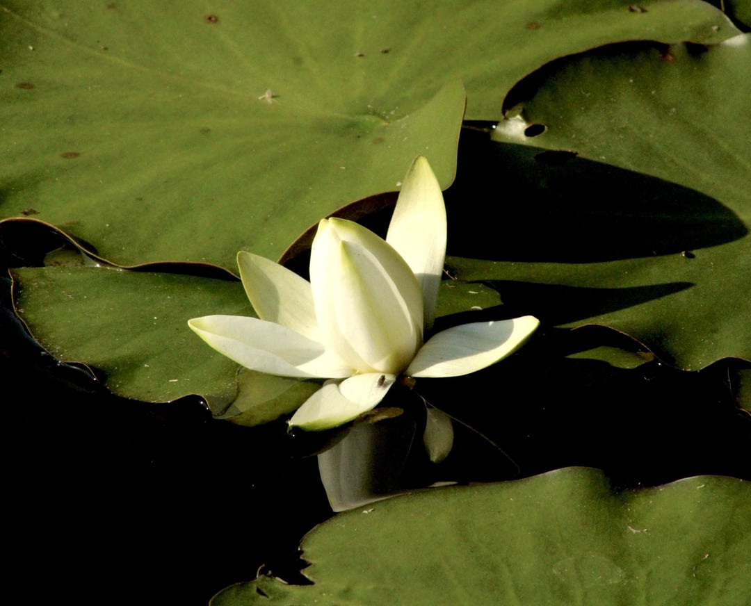 Bosheston lily ponds.