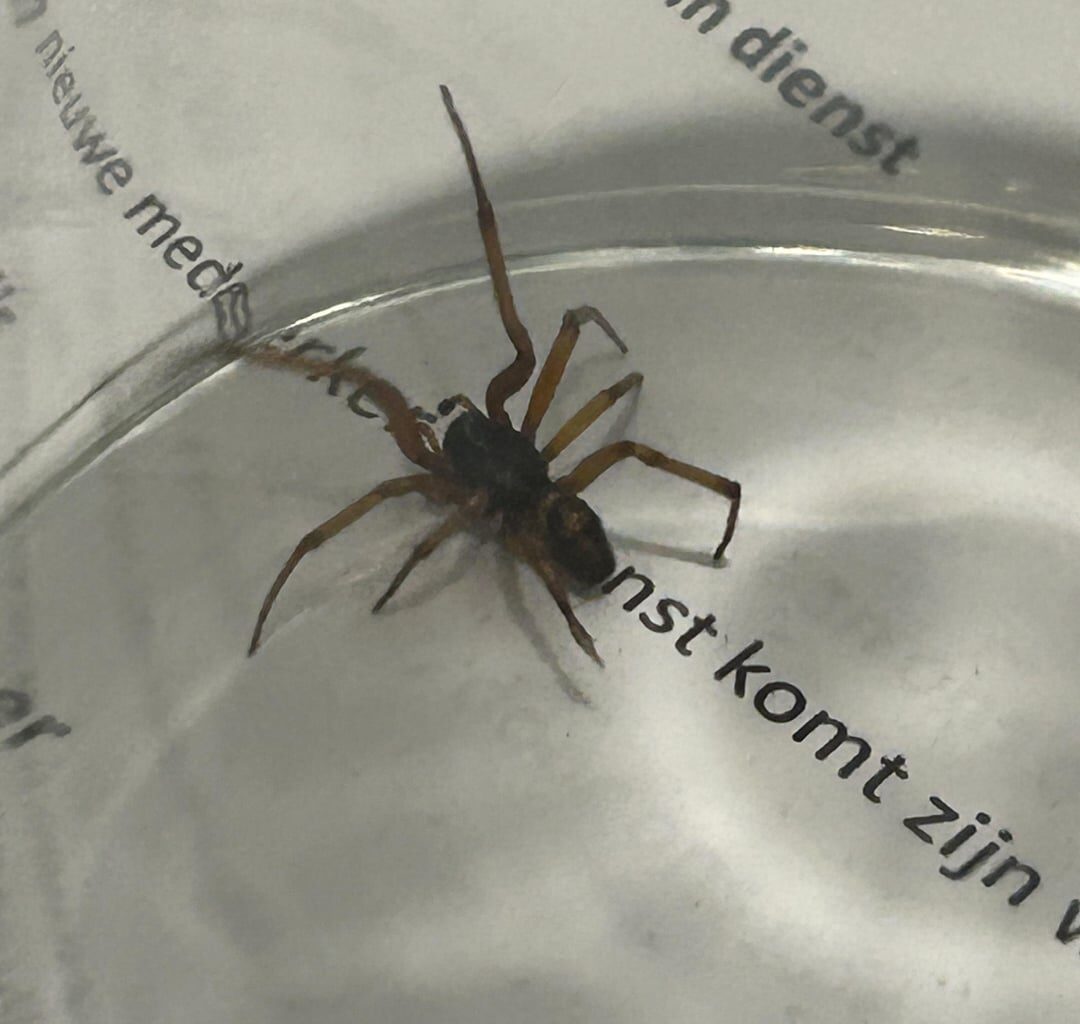 What species of spider is this? / wat voor soort spin is dit?