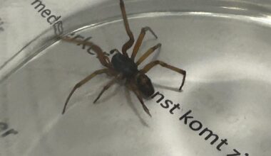 What species of spider is this? / wat voor soort spin is dit?