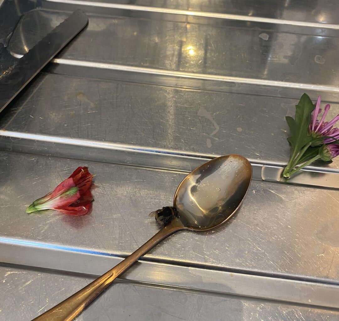 how do i help this little guy? found on my way to work - stole some flowers from Sainsbury and tried to make it drink sugar water.what else can i do before i go home?