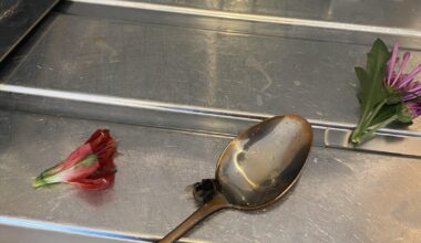 how do i help this little guy? found on my way to work - stole some flowers from Sainsbury and tried to make it drink sugar water.what else can i do before i go home?