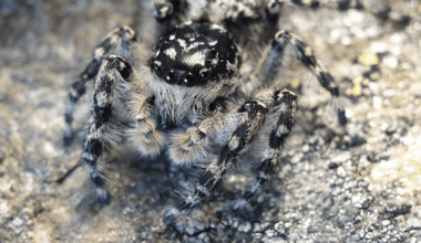 12 New Species And A New-To-Science Genus: New Zealand's Jumping Spiders Get A Big Boost