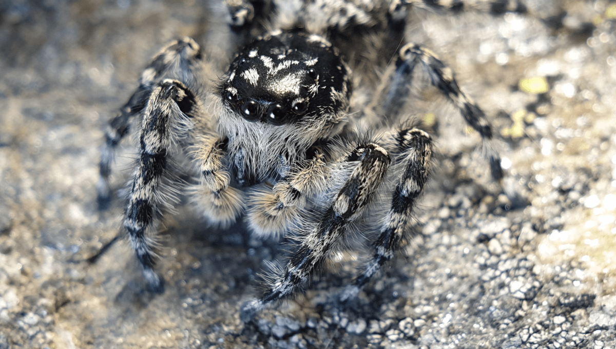 12 New Species And A New-To-Science Genus: New Zealand's Jumping Spiders Get A Big Boost
