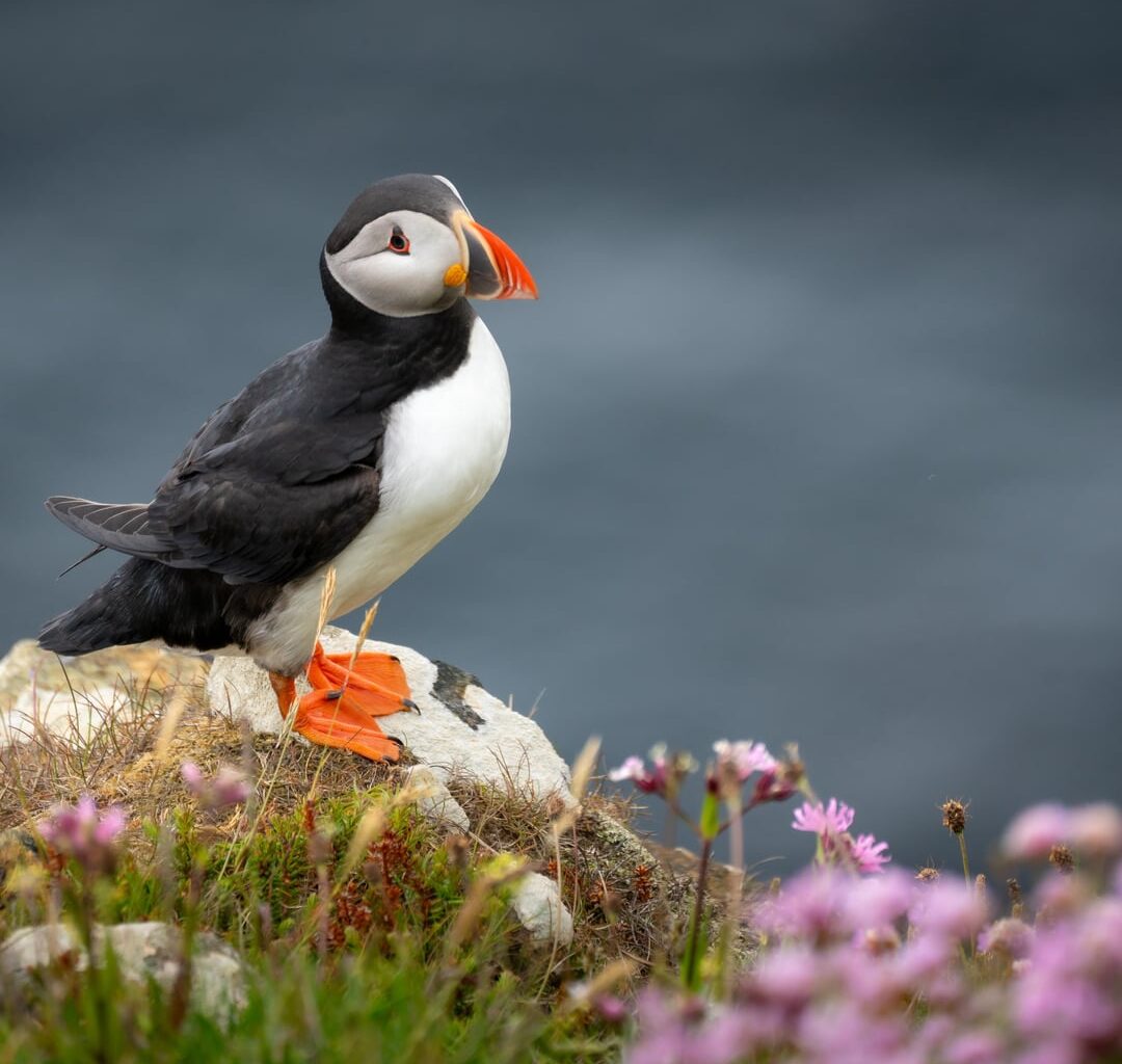 Dunnet Head