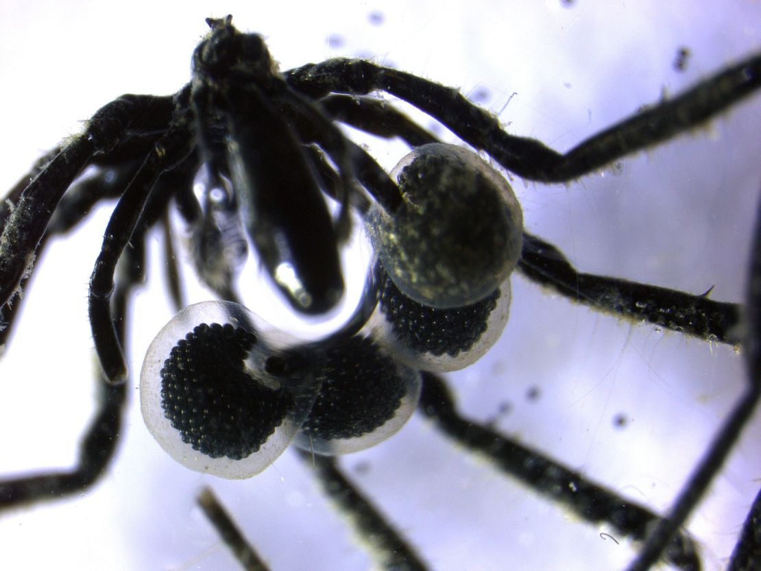 Scientists say Sericosura sea spiders may pass methane-fueled bacteria to hatchlings as an easy source of food.