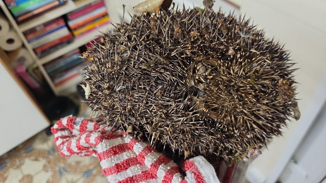 This large fellow introduced himself to my dog at 3am.