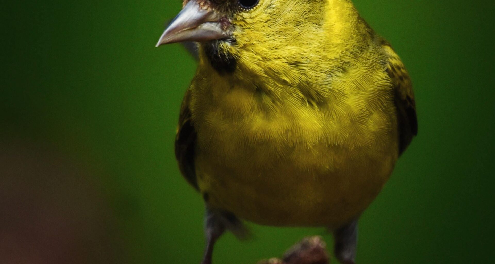 Scottish Siskin 🏴󠁧󠁢󠁳󠁣󠁴󠁿