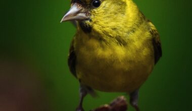 Scottish Siskin 🏴󠁧󠁢󠁳󠁣󠁴󠁿