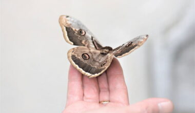 Giant moths becoming an issue in Spain « Euro Weekly News