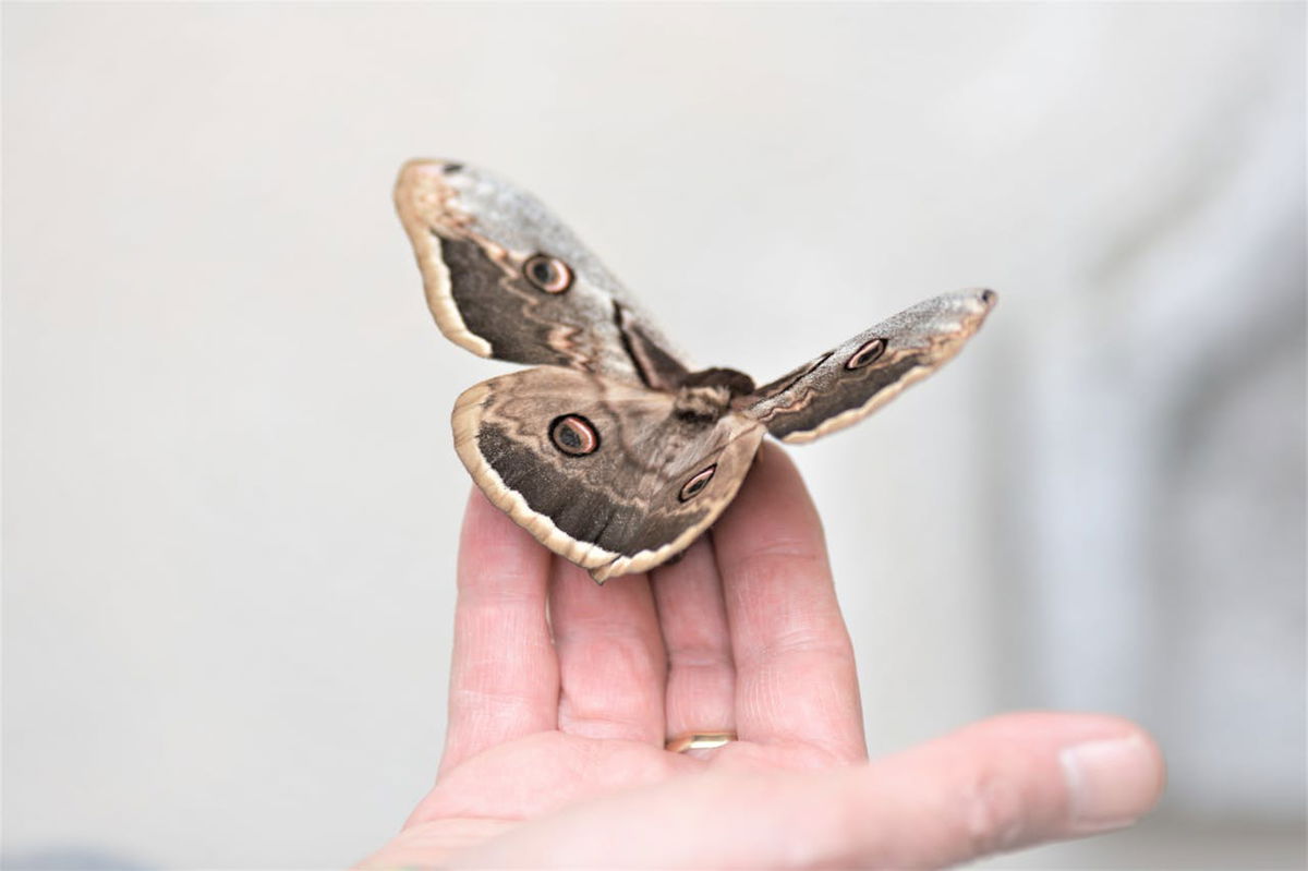 Giant moths becoming an issue in Spain « Euro Weekly News